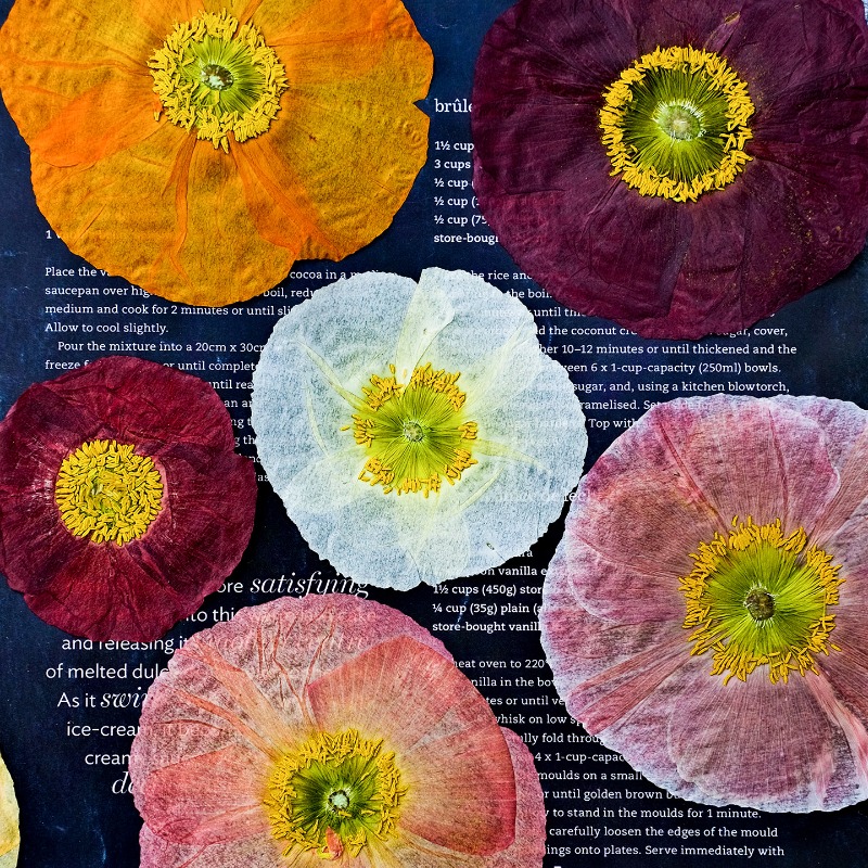 Pressed Flower Frame - 1 pièce, Fleurs de pavot de