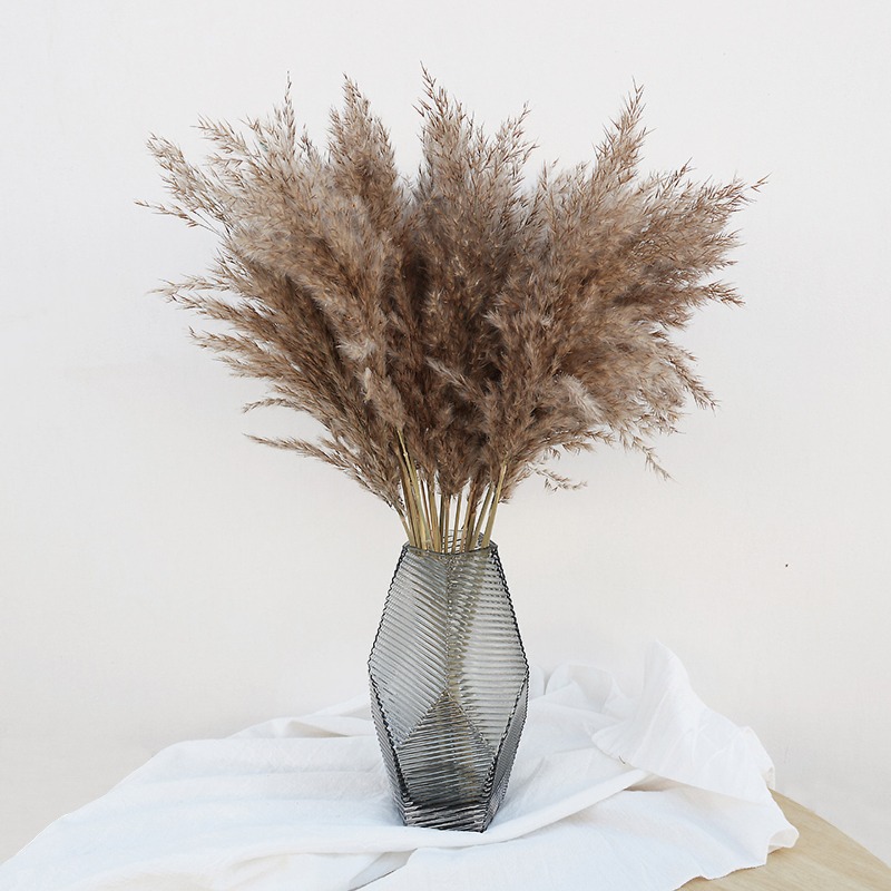 Pampas Grass Decor - Lot de 10 roseaux naturels colorés