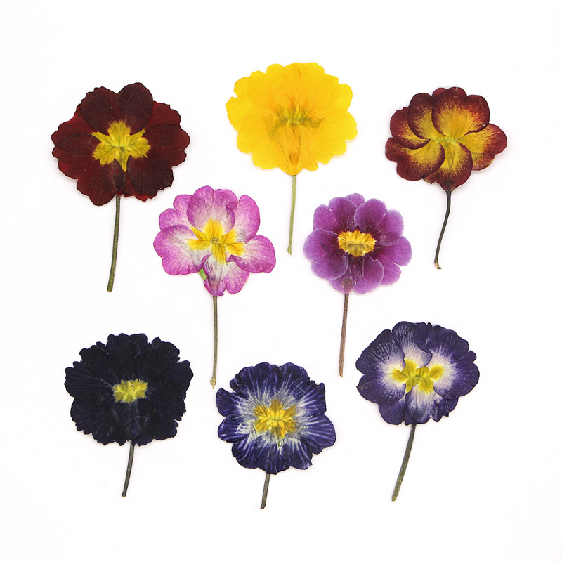Pressed Flower Frame - 48 pièces de fleurs séchées de