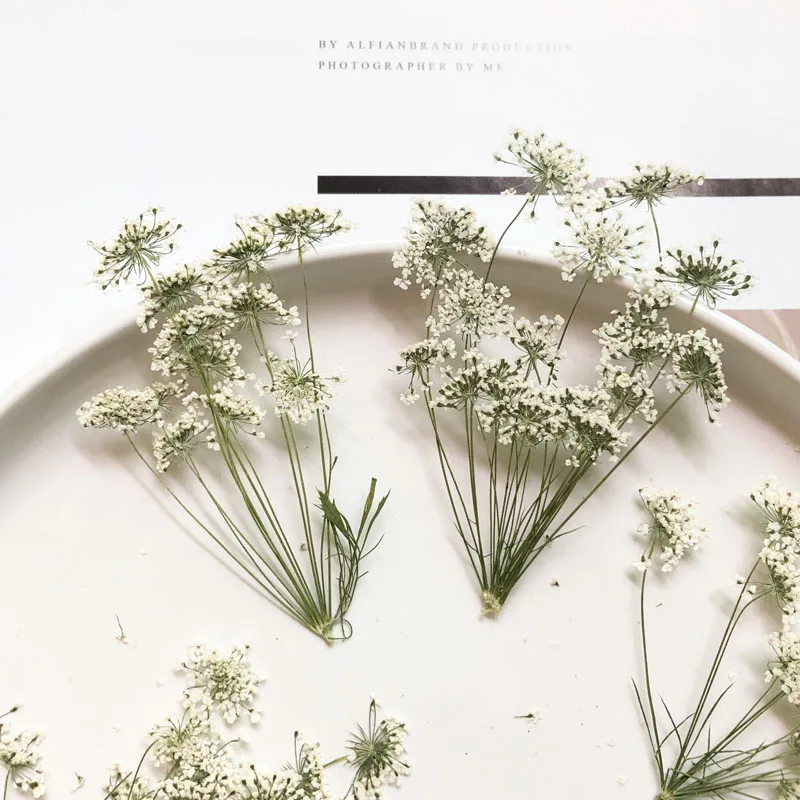 Pressed Flower Frame - 5-7 cm/12 pièces, petites fleurs de