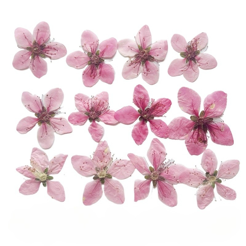 Pressed Flower Frame - 12 pièces, Fleurs de pêcher naturelles
