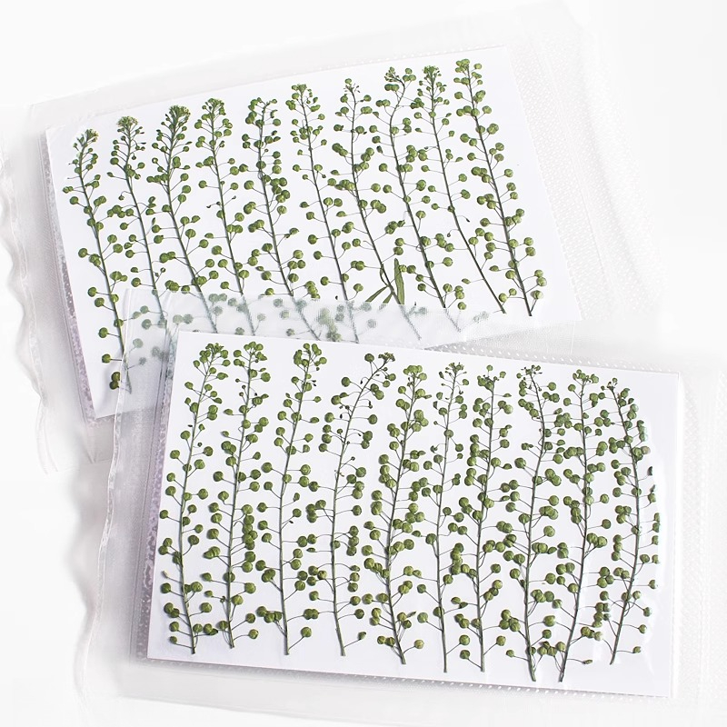 Cloche verte de couleur nature - Pressed Flower Frame avis et prix