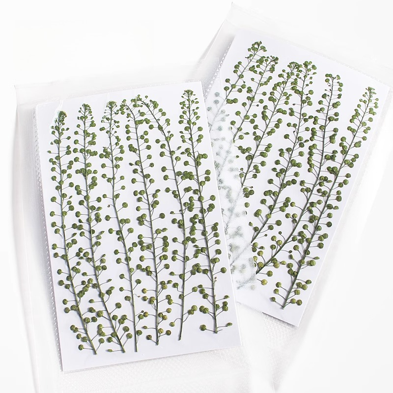 Cloche verte de couleur nature - Pressed Flower Frame avis et prix