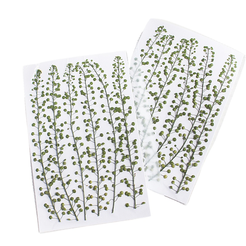 Cloche verte de couleur nature - Pressed Flower Frame avis et prix