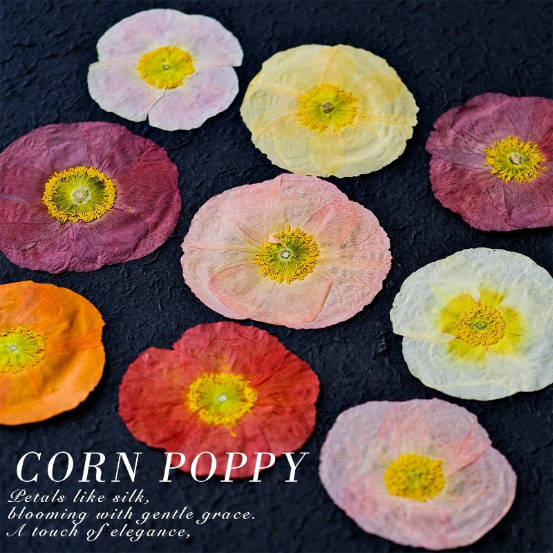 1 pièce, Fleurs de pavot de ca - Pressed Flower Frame avis et prix