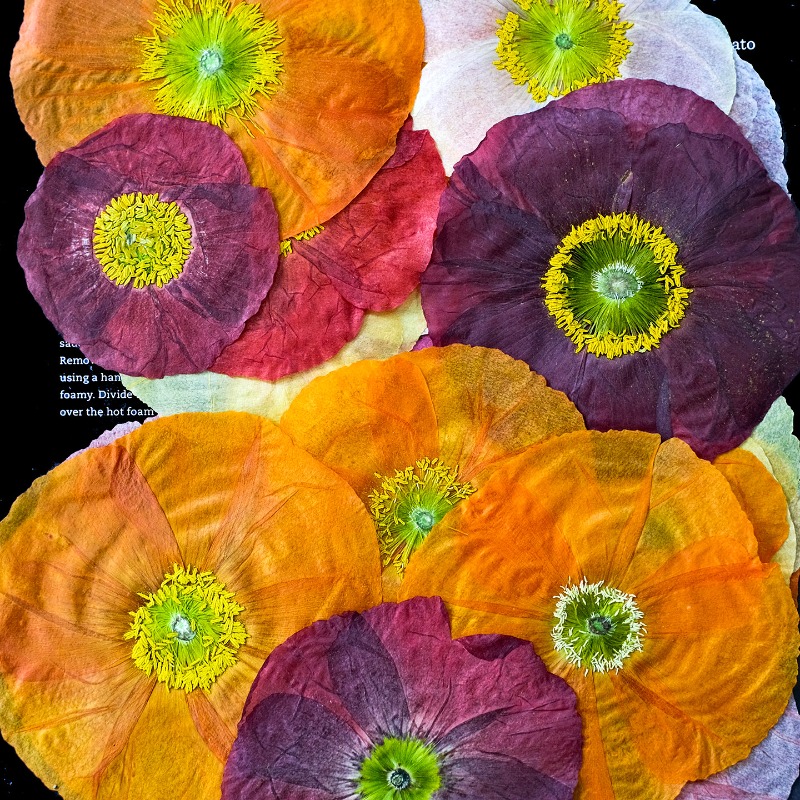 1 pièce, Fleurs de pavot de ca - Pressed Flower Frame avis et prix