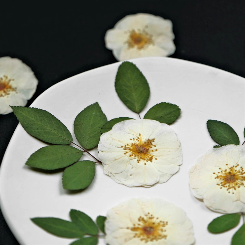 Fleurs pressées de roses blanc - Pressed Flower Frame avis et prix
