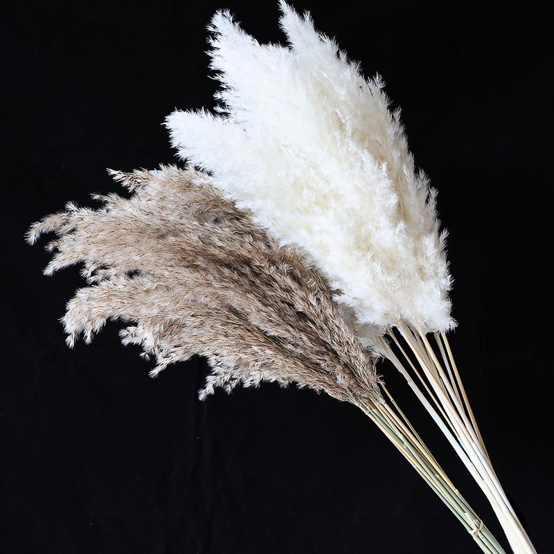 Lot de 10 roseaux naturels col - Pampas Grass Decor avis et prix