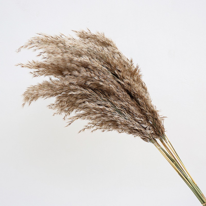 Lot de 10 roseaux naturels col - Pampas Grass Decor avis et prix