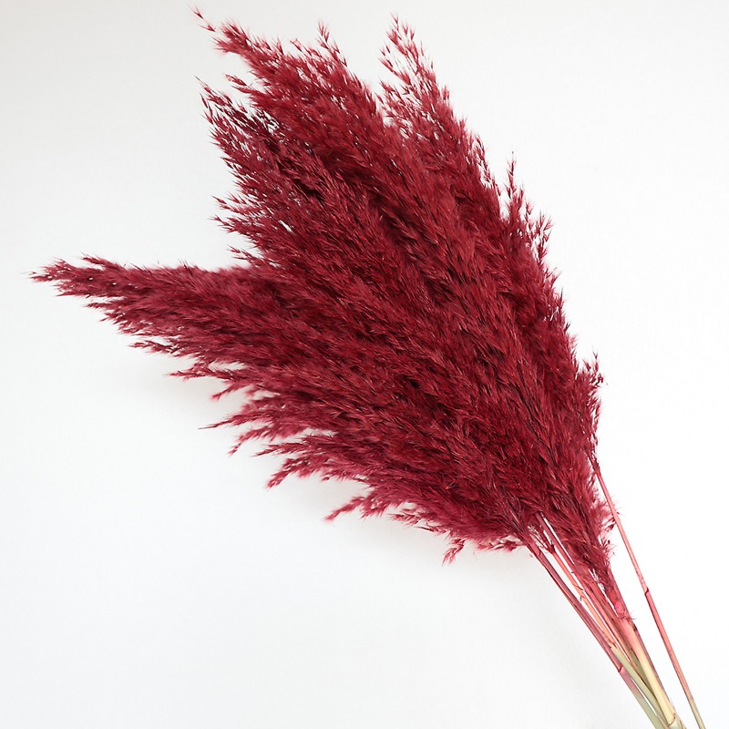 Lot de 10 roseaux naturels col - Pampas Grass Decor avis et prix