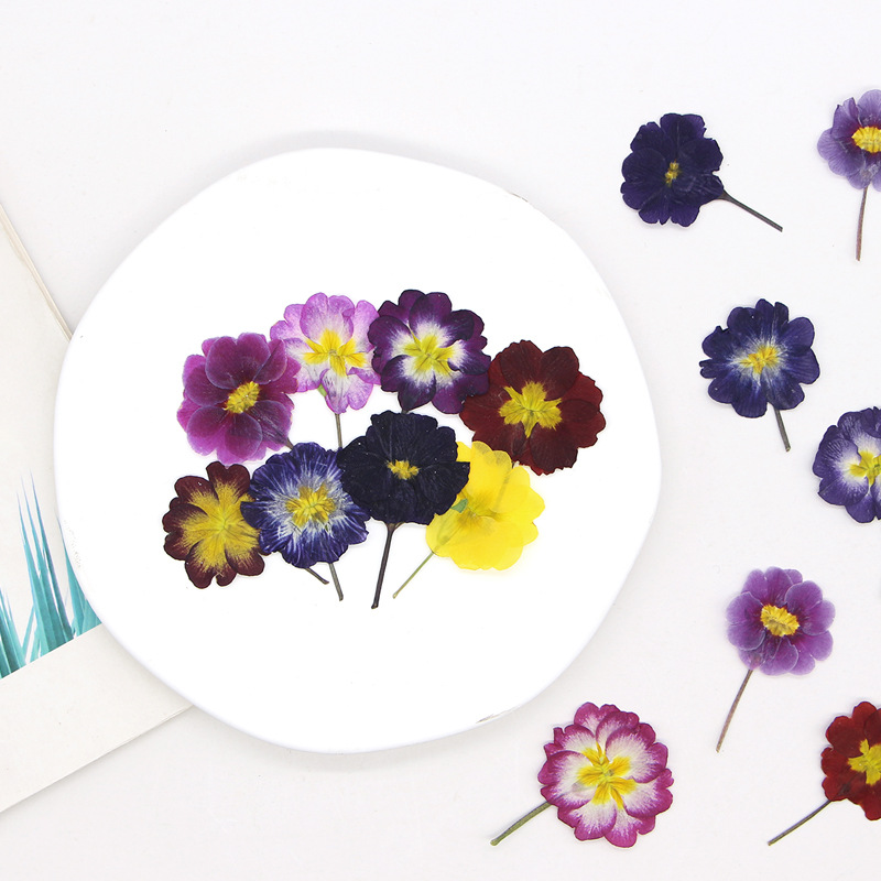 48 pièces de fleurs séchées de - Pressed Flower Frame avis et prix