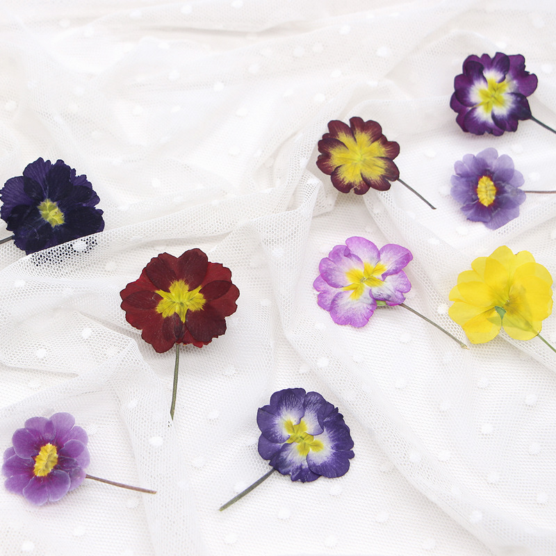 48 pièces de fleurs séchées de - Pressed Flower Frame avis et prix