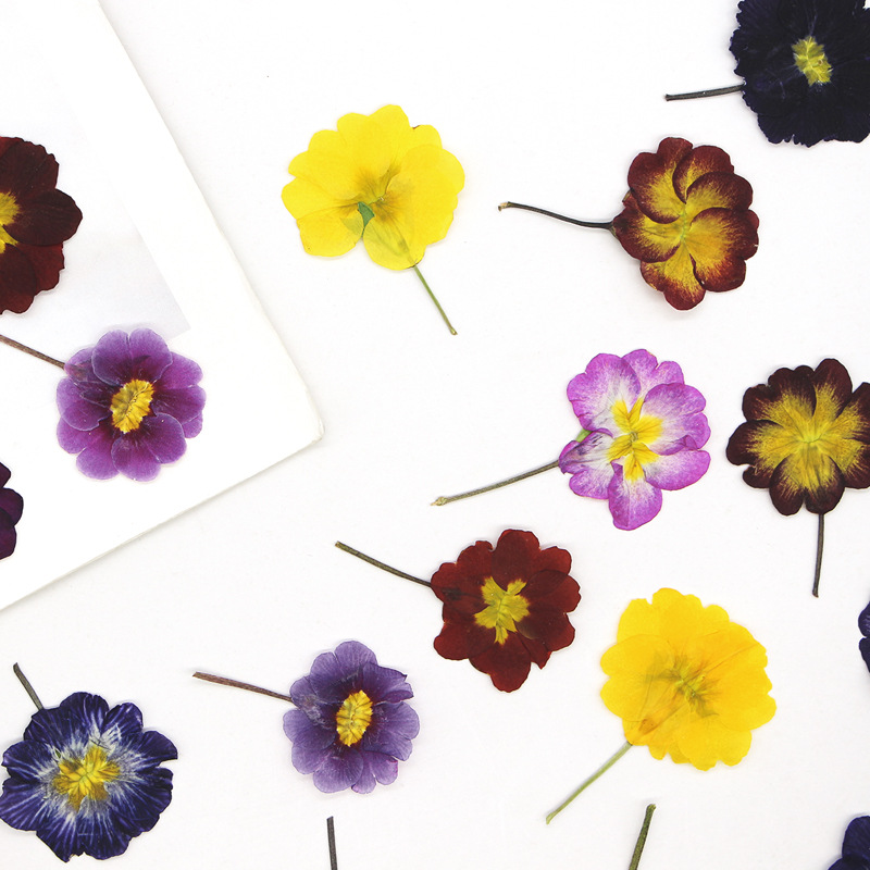 48 pièces de fleurs séchées de - Pressed Flower Frame avis et prix