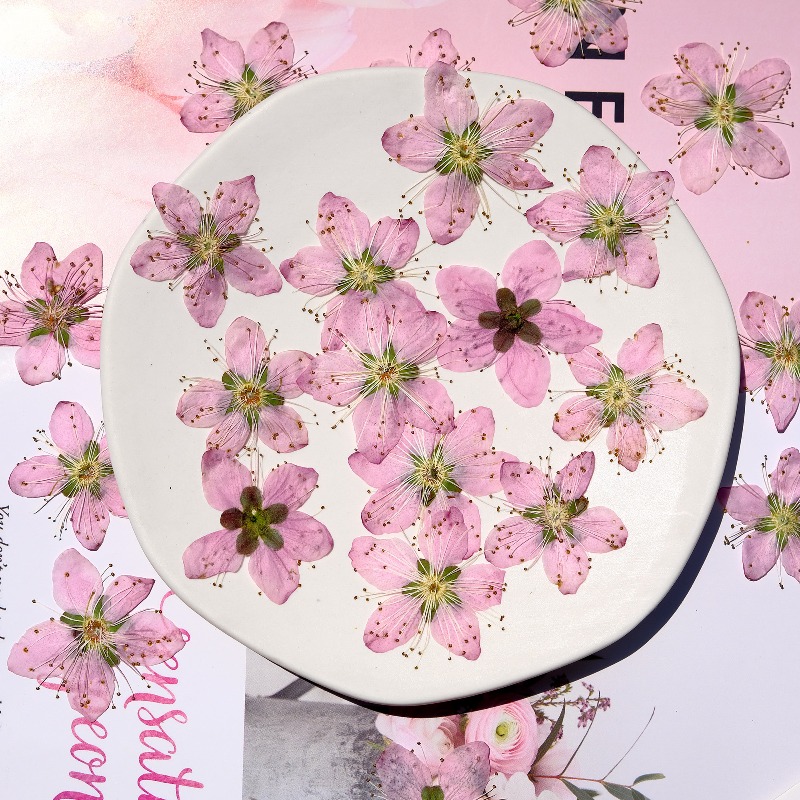 Fleurs séchées pressées de pêc - Pressed Flower Frame avis et prix