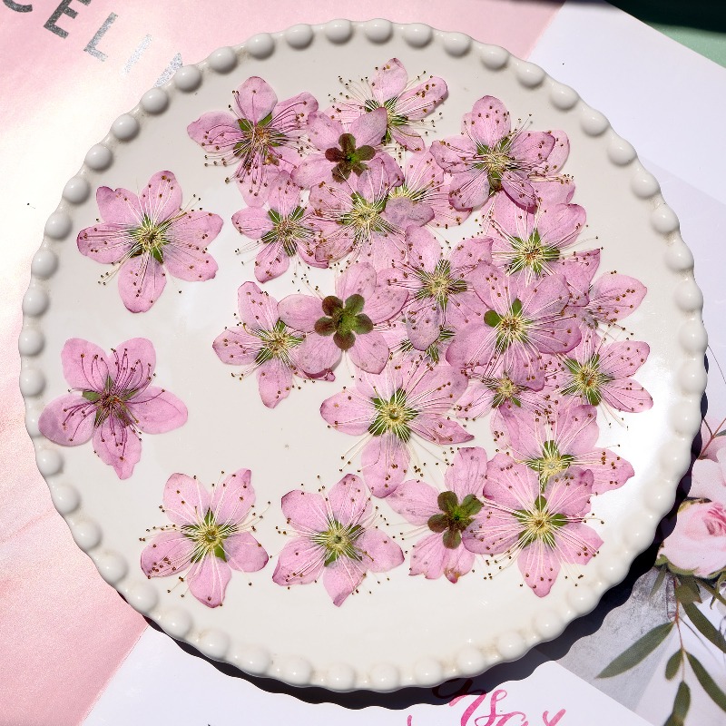 Fleurs séchées pressées de pêc - Pressed Flower Frame avis et prix