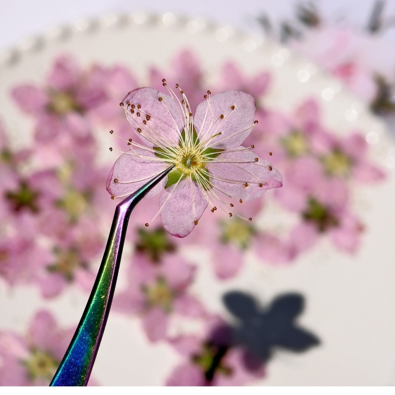 Fleurs séchées pressées de pêc - Pressed Flower Frame avis et prix