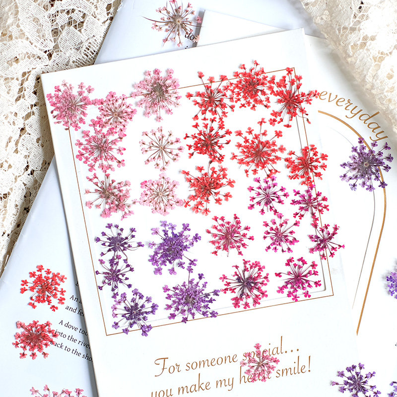 24 pièces, 2-2,5 cm, mini péta - Pressed Flower Frame avis et prix