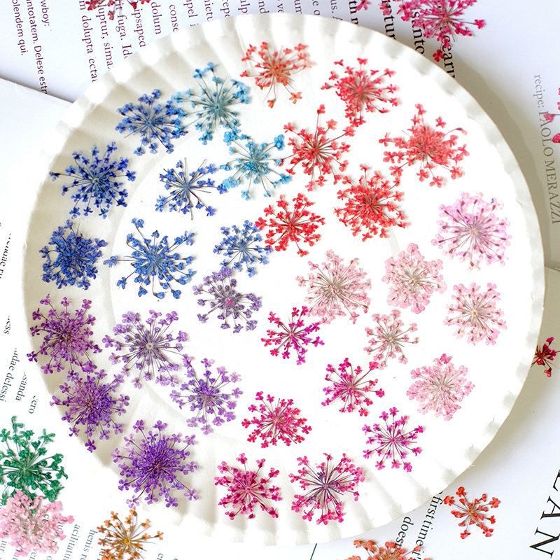 24 pièces, 2-2,5 cm, mini péta - Pressed Flower Frame avis et prix