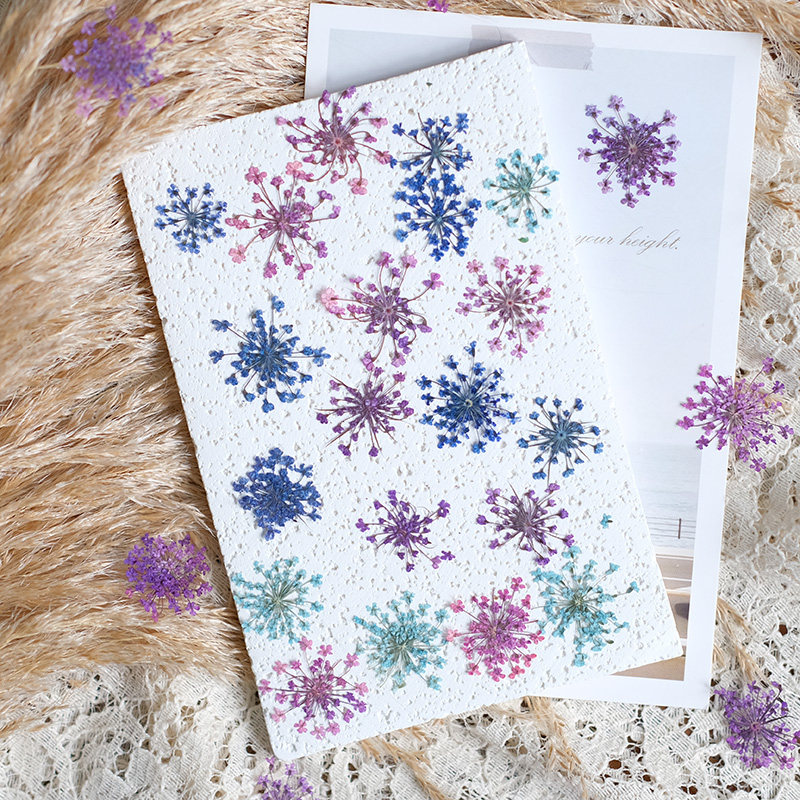 24 pièces, 2-2,5 cm, mini péta - Pressed Flower Frame avis et prix