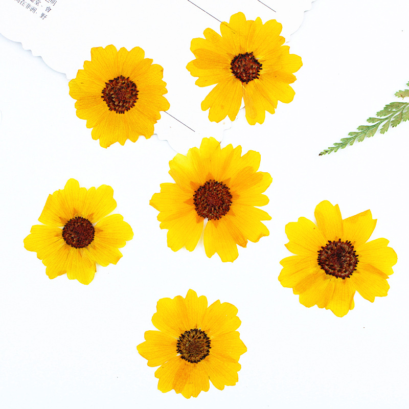 24 pièces, fleurs de chrysanth - Pressed Flower Frame avis et prix