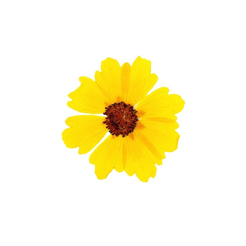 24 pièces, fleurs de chrysanth - Pressed Flower Frame avis et prix