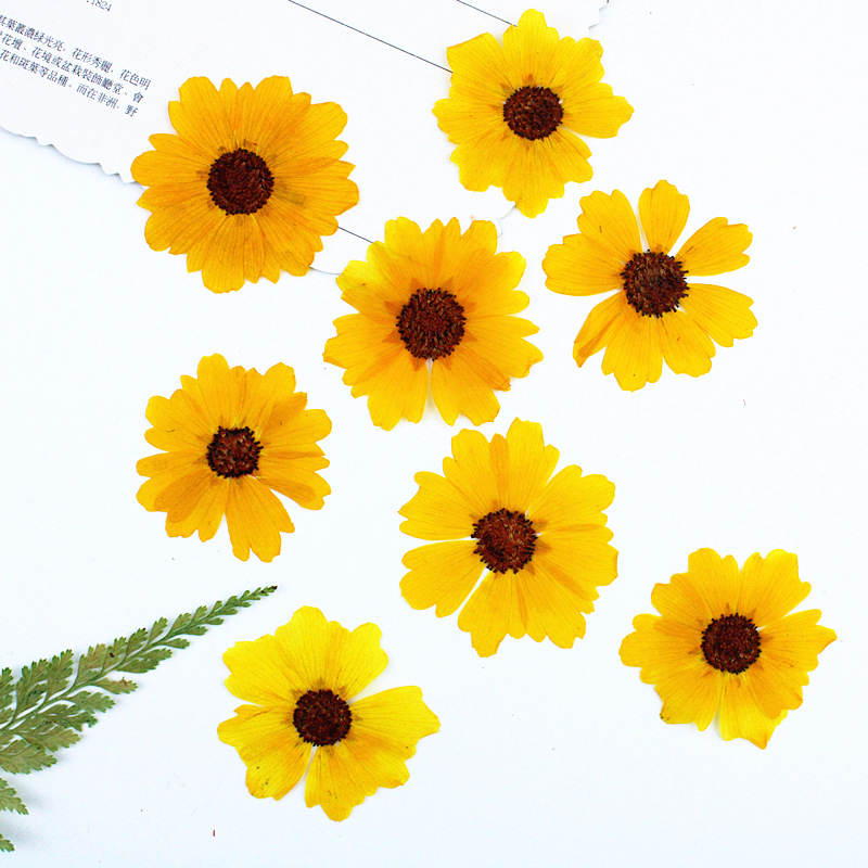 24 pièces, fleurs de chrysanth - Pressed Flower Frame avis et prix