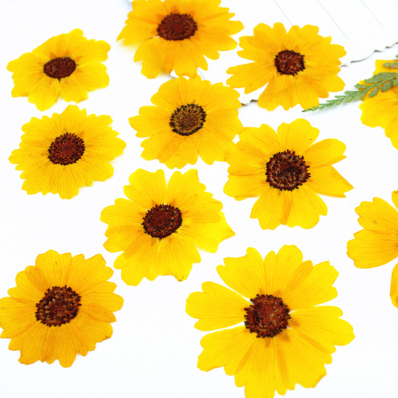 24 pièces, fleurs de chrysanth - Pressed Flower Frame avis et prix