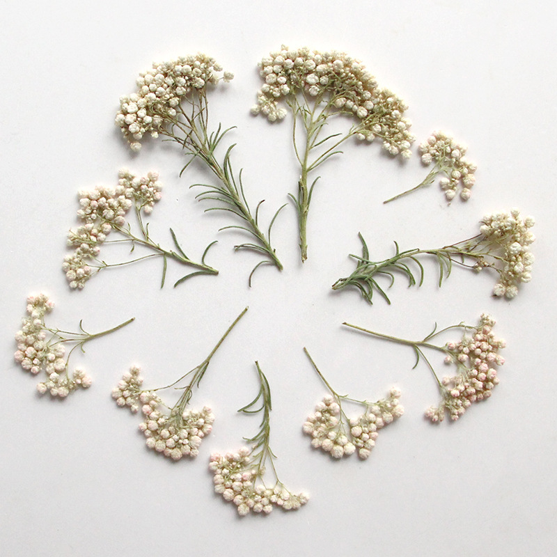 12 pièces, Branches de fleurs  - Pressed Flower Frame avis et prix