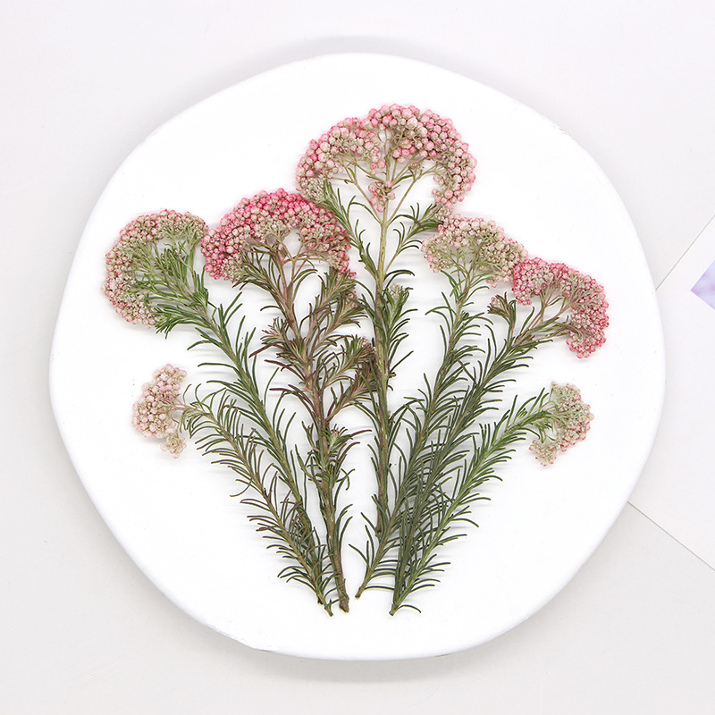 12 pièces, Branches de fleurs  - Pressed Flower Frame avis et prix