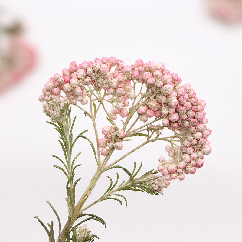 12 pièces, Branches de fleurs  - Pressed Flower Frame avis et prix