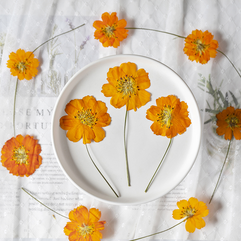 8-10cm/24pcs, Fleurs miniature - Pressed Flower Frame avis et prix