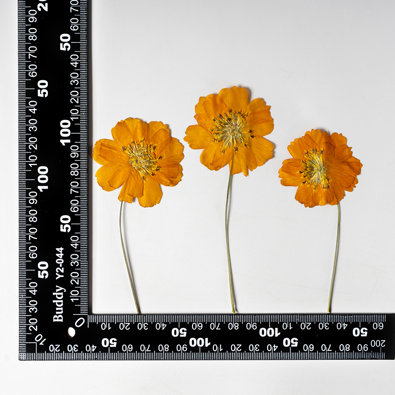 8-10cm/24pcs, Fleurs miniature - Pressed Flower Frame avis et prix