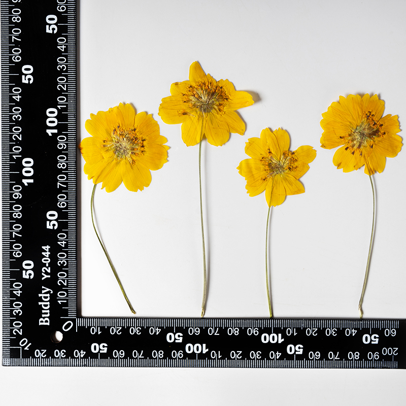 8-10cm/24pcs, Fleurs miniature - Pressed Flower Frame avis et prix