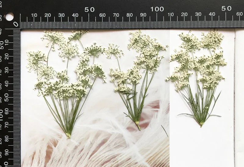 5-7 cm/12 pièces, petites fleu - Pressed Flower Frame avis et prix
