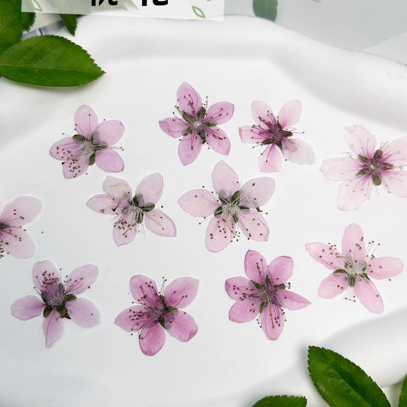 12 pièces, Fleurs de pêcher na - Pressed Flower Frame avis et prix