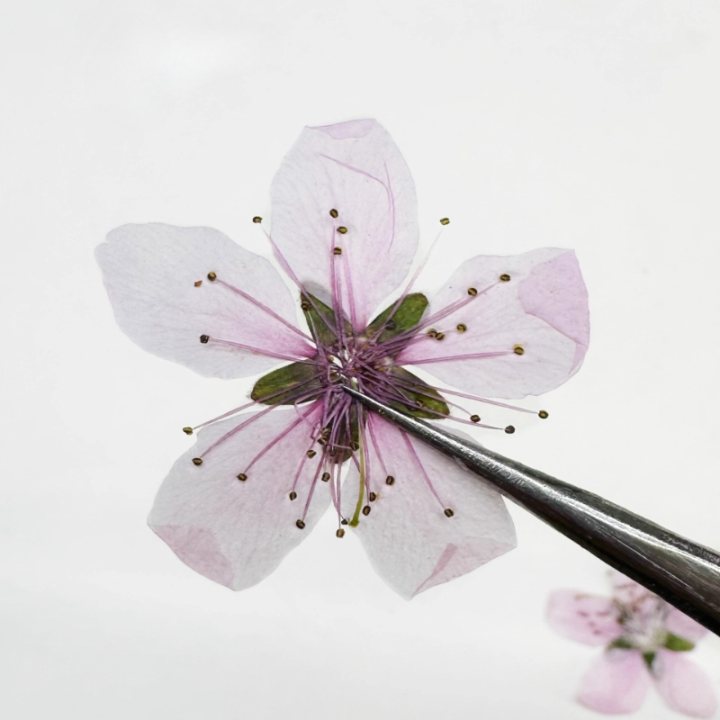 12 pièces, Fleurs de pêcher na - Pressed Flower Frame avis et prix