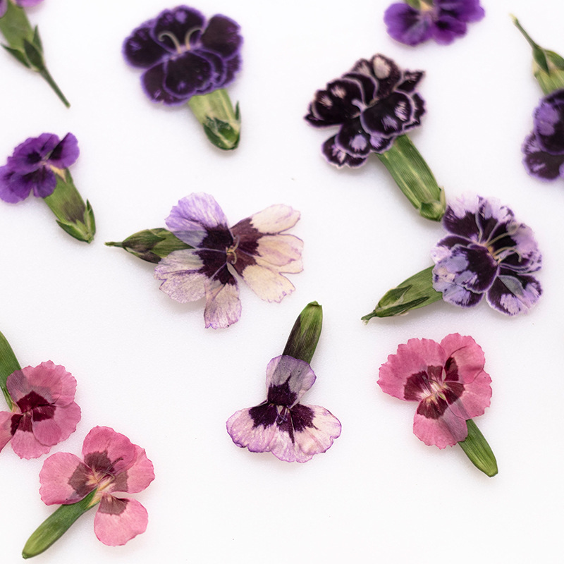 24 pièces, Fleurs de Dianthus  - Pressed Flower Frame avis et prix