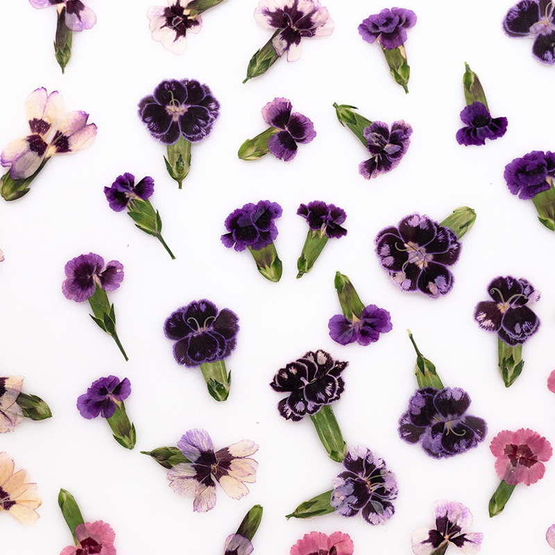 24 pièces, Fleurs de Dianthus  - Pressed Flower Frame avis et prix