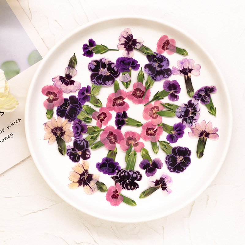 24 pièces, Fleurs de Dianthus  - Pressed Flower Frame avis et prix