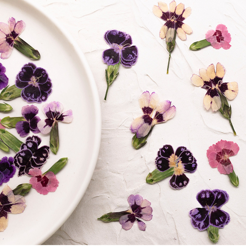 24 pièces, Fleurs de Dianthus  - Pressed Flower Frame avis et prix