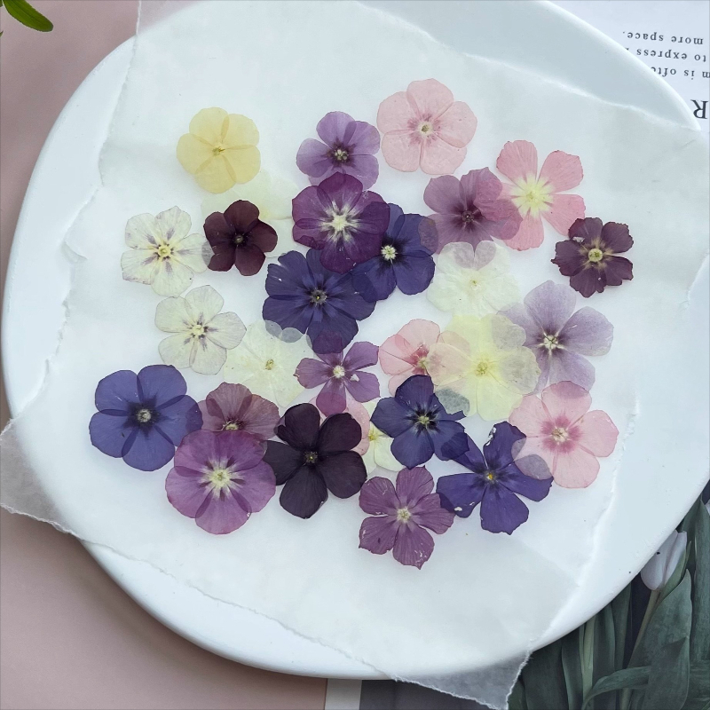 12 pièces, fleurs séchées pres - Pressed Flower Frame avis et prix