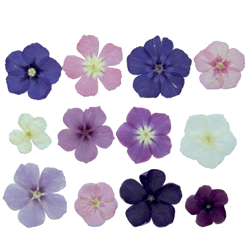 12 pièces, fleurs séchées pres - Pressed Flower Frame avis et prix